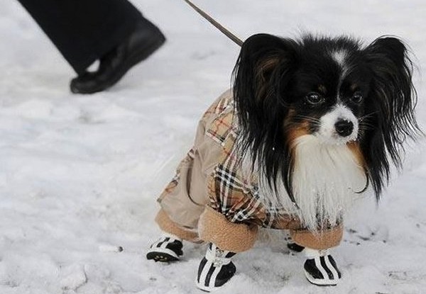 Tips To Protect Your Dog For The Winter Season