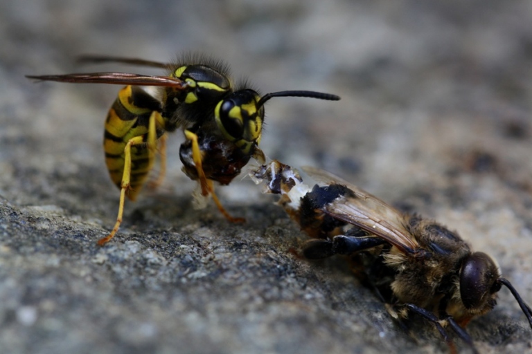 Wasps Vs Bees: What Are The Differences And Similarities? | AJN News